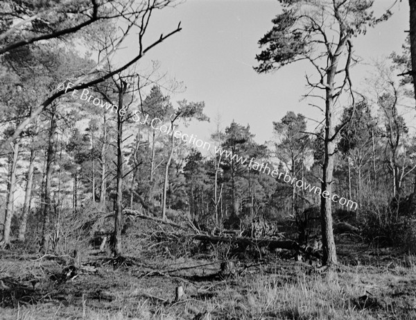 FOREST WITH FALLEN TREES